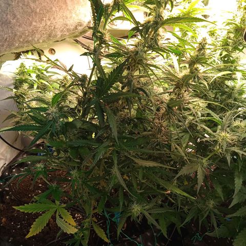 Northern lights Auto growlog timeline photo
