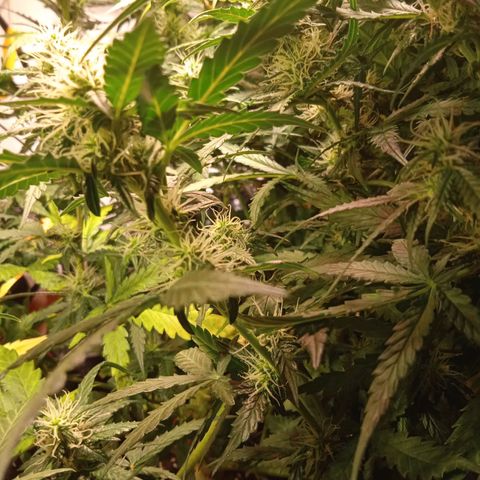 Northern lights Auto growlog timeline photo