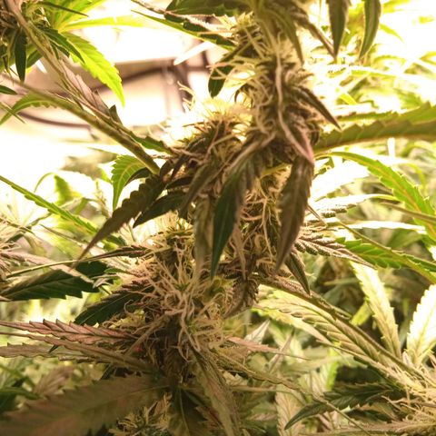 Northern lights Auto growlog timeline photo