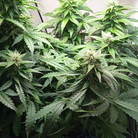 AutoXtreme growlog timeline photo