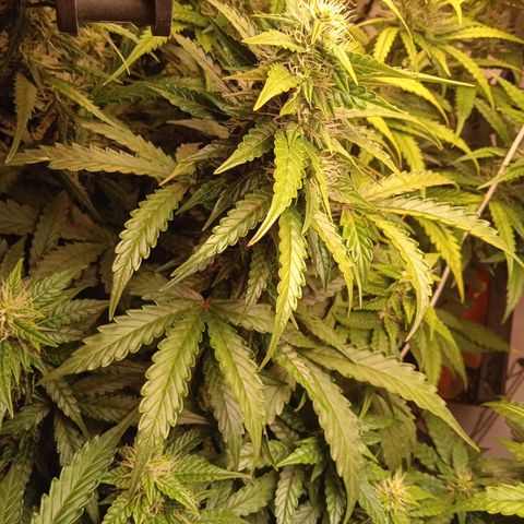 AutoXtreme growlog timeline photo