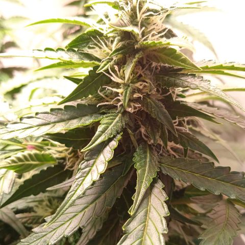 AutoXtreme growlog timeline photo