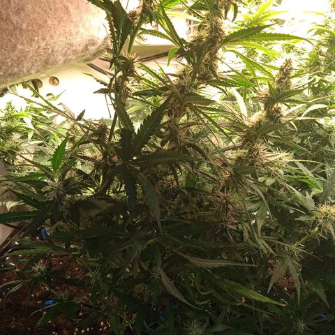 Northern lights Auto growlog timeline photo