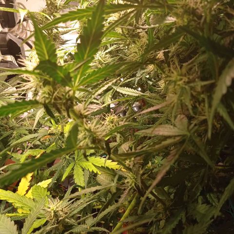 Northern lights Auto growlog timeline photo