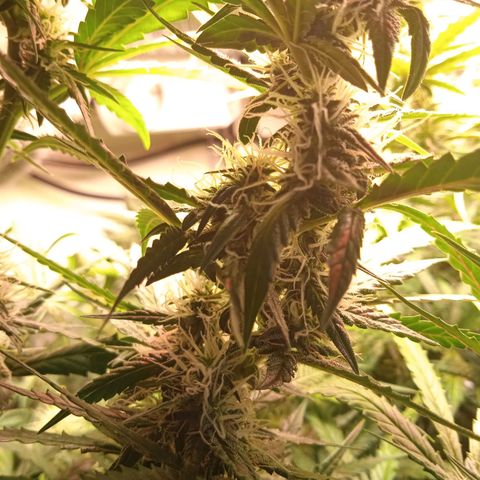Northern lights Auto growlog timeline photo