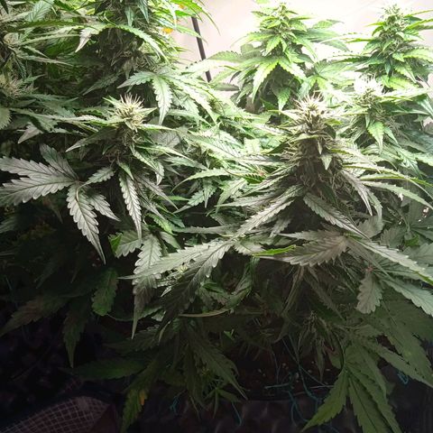 AutoXtreme growlog timeline photo