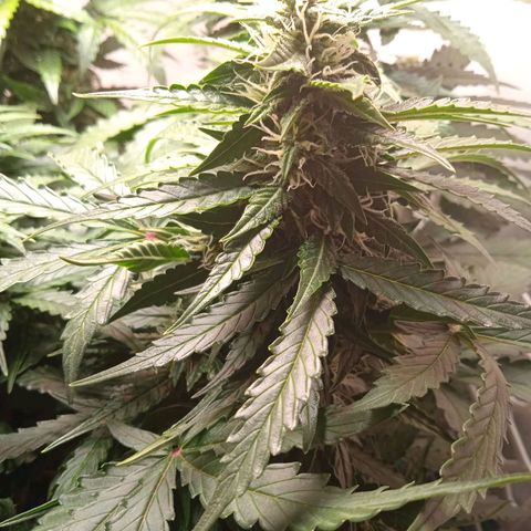 AutoXtreme growlog timeline photo