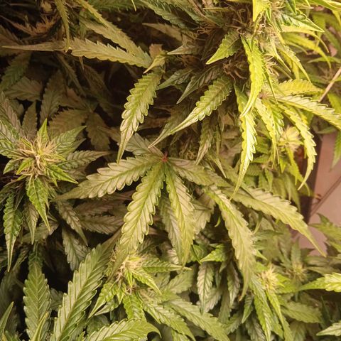 AutoXtreme growlog timeline photo