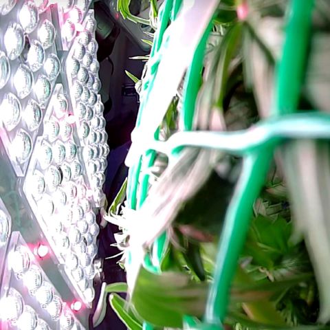Green Gelato growlog timeline photo