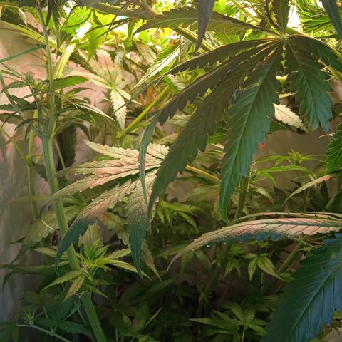 Green Gelato growlog timeline photo