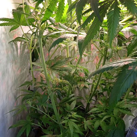 Green Gelato growlog timeline photo