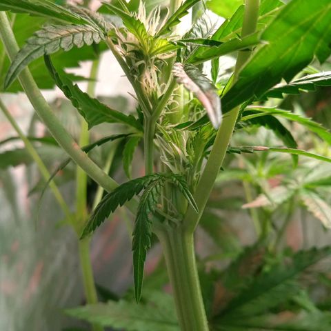 Green Gelato growlog timeline photo