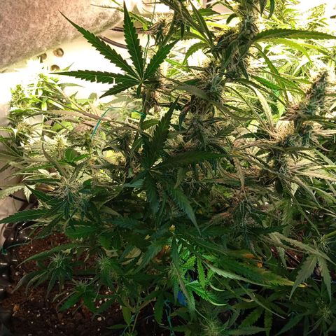 Northern lights Auto growlog timeline photo