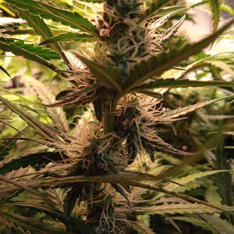Northern lights Auto growlog timeline photo