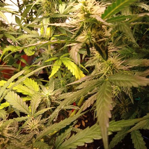 Northern lights Auto growlog timeline photo