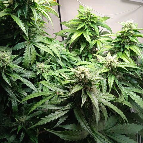 AutoXtreme growlog timeline photo