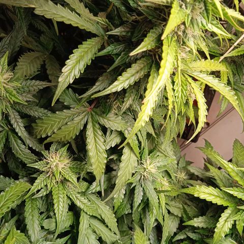 AutoXtreme growlog timeline photo
