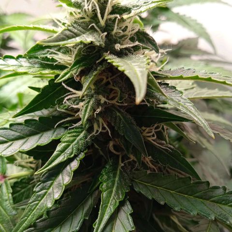 AutoXtreme growlog timeline photo