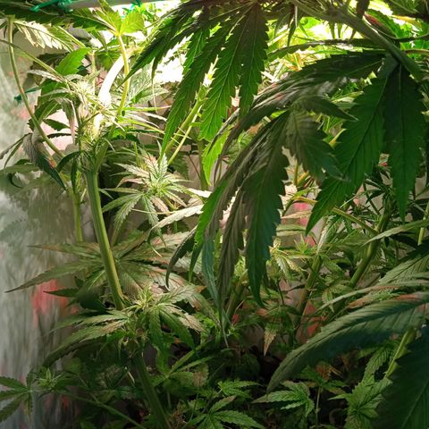 Green Gelato growlog timeline photo