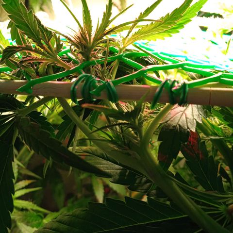 Green Gelato growlog timeline photo