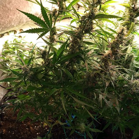 Northern lights Auto growlog timeline photo
