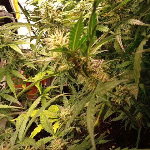 Northern lights Auto growlog timeline photo