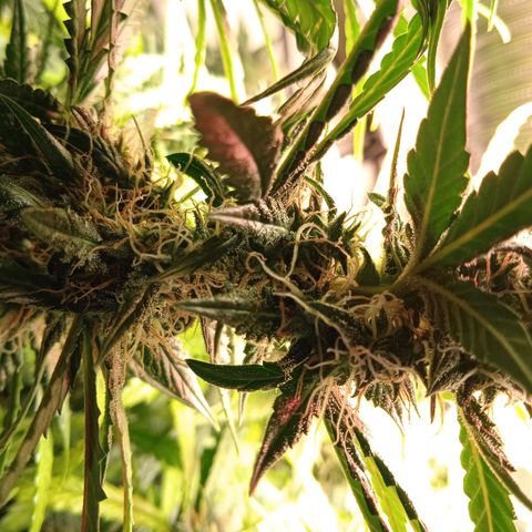 Northern lights Auto growlog timeline photo