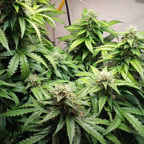 AutoXtreme growlog timeline photo
