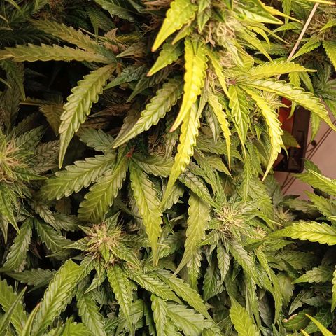 AutoXtreme growlog timeline photo
