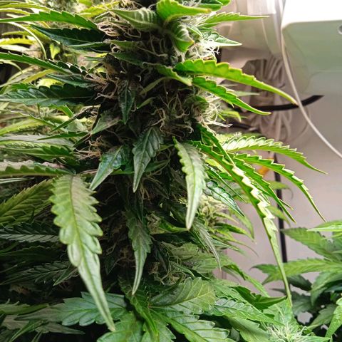AutoXtreme growlog timeline photo