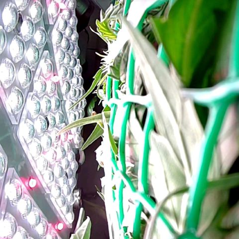 Green Gelato growlog timeline photo