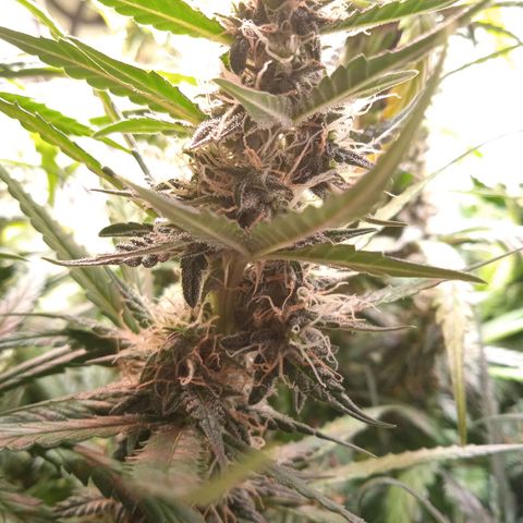 Northern lights Auto growlog timeline photo