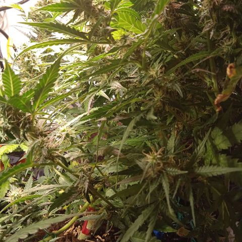 Northern lights Auto growlog timeline photo