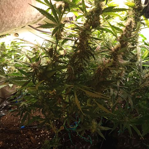 Northern lights Auto growlog timeline photo