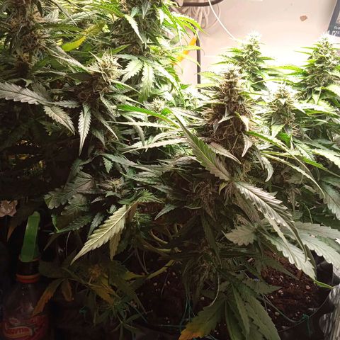 AutoXtreme growlog timeline photo