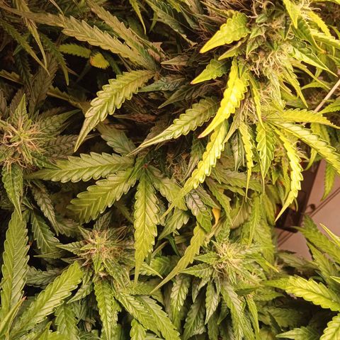 AutoXtreme growlog timeline photo