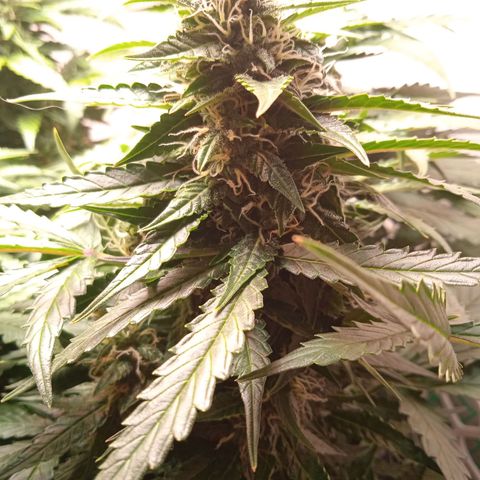 AutoXtreme growlog timeline photo