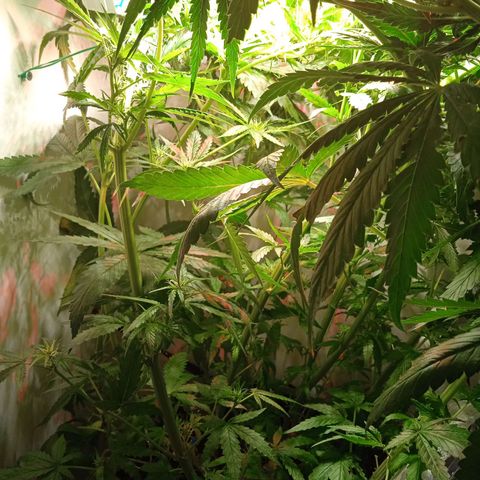 Green Gelato growlog timeline photo