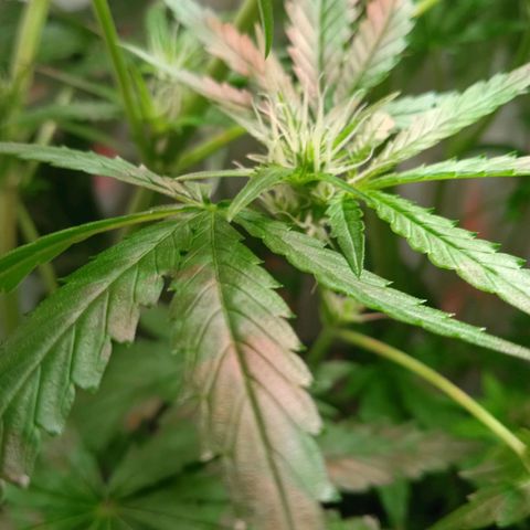 Green Gelato growlog timeline photo