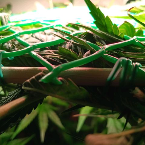 Green Gelato growlog timeline photo