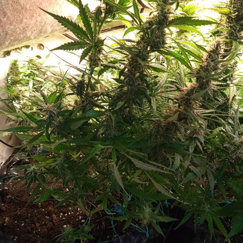 Northern lights Auto growlog timeline photo