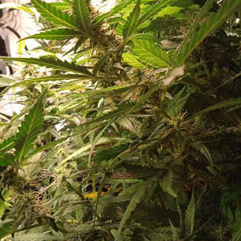 Northern lights Auto growlog timeline photo
