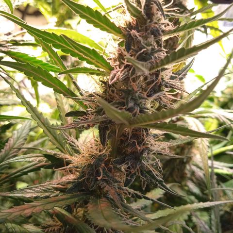 Northern lights Auto growlog timeline photo
