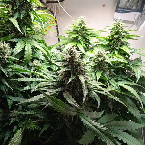 AutoXtreme growlog timeline photo
