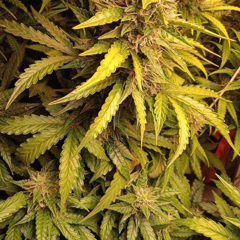 AutoXtreme growlog timeline photo