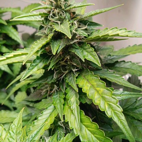 AutoXtreme growlog timeline photo
