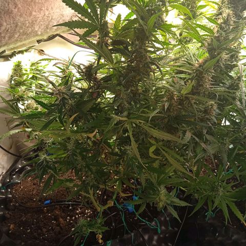 Northern lights Auto growlog timeline photo