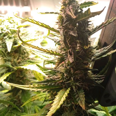 Northern lights Auto growlog timeline photo