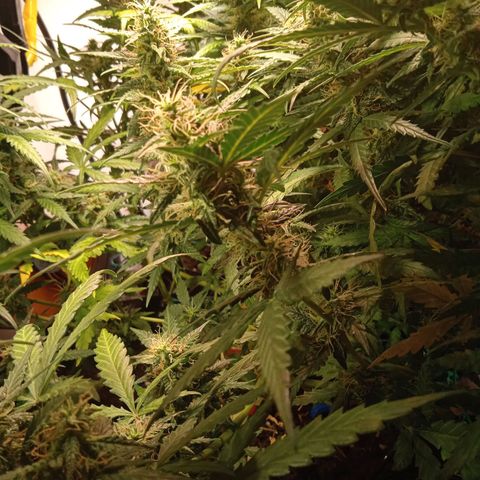 Northern lights Auto growlog timeline photo