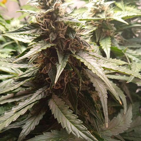 AutoXtreme growlog timeline photo